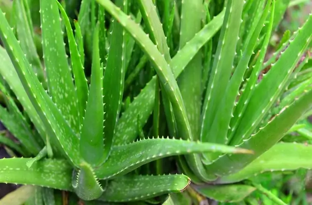 intlone ahladanni penche indoor plants