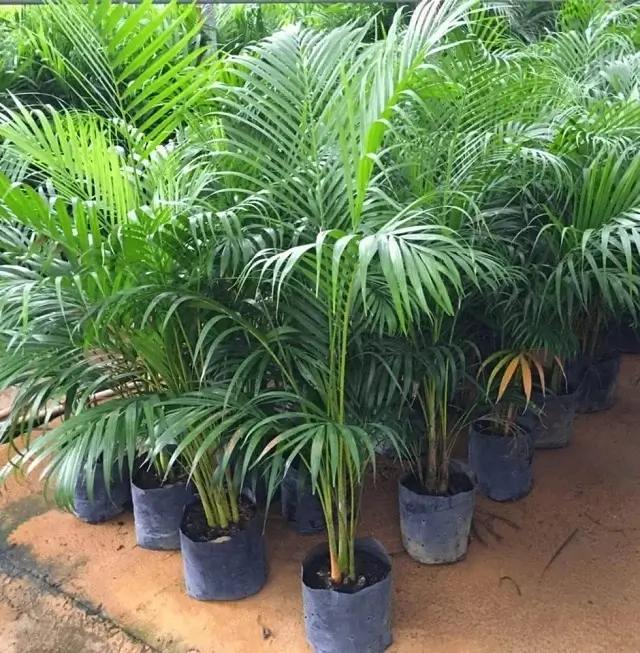 intlone ahladanni penche indoor plants