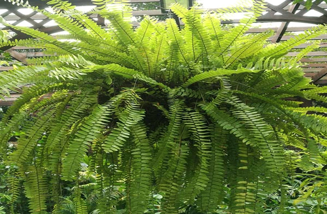 intlone ahladanni penche indoor plants