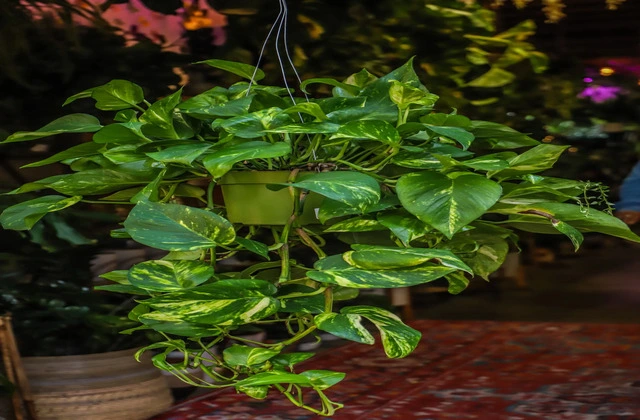 intlone ahladanni penche indoor plants