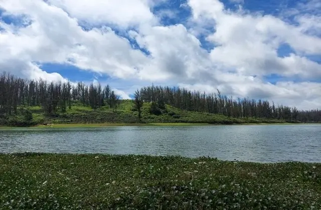 PINE FOREST IN PLACES TO VISIT IN OOTY