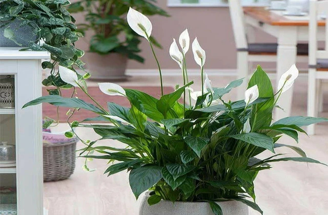 intlone ahladanni penche indoor plants