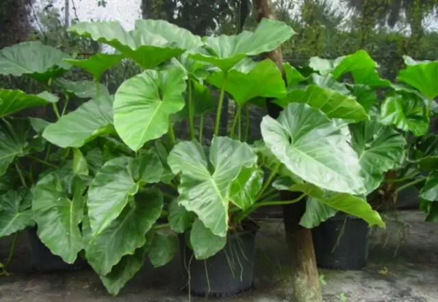 intlone ahladanni penche indoor plants