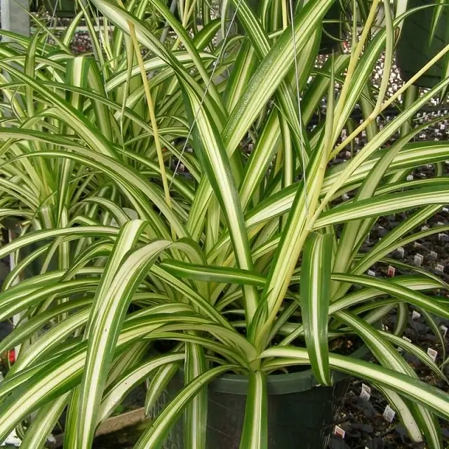 intlone ahladanni penche indoor plants