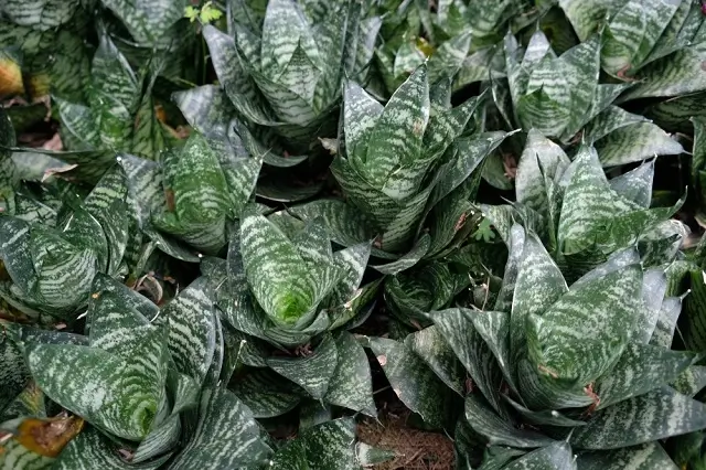 intlone ahladanni penche indoor plants