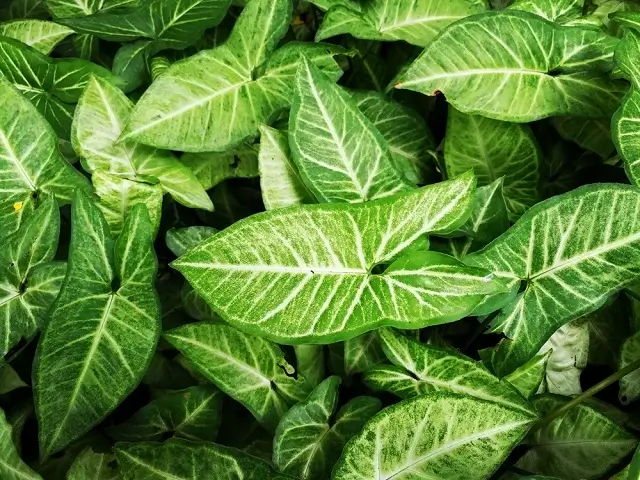 intlone ahladanni penche indoor plants