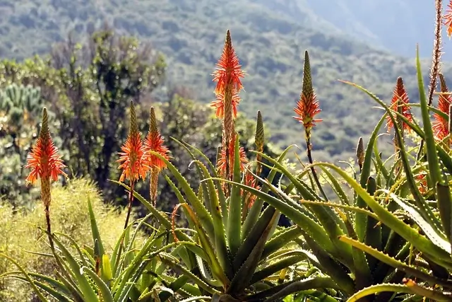 indoor plants that live more than 80 years