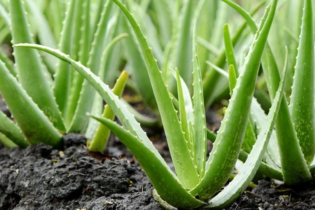 Medicinal plants grown at home