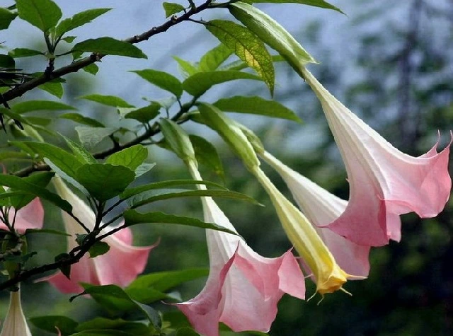 flowers that bloom at night