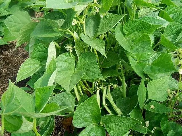 vegetables to grow in the garden in september