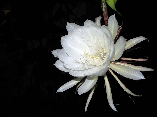 flowers that bloom at night