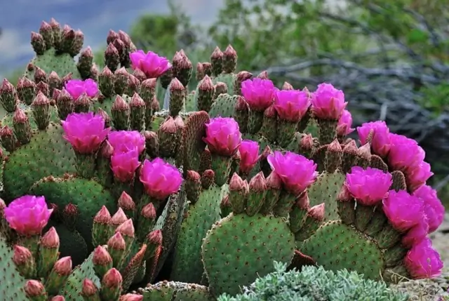 indoor plants that live more than 80 years