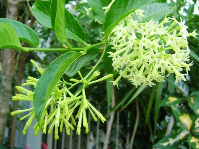 flowers that bloom at night