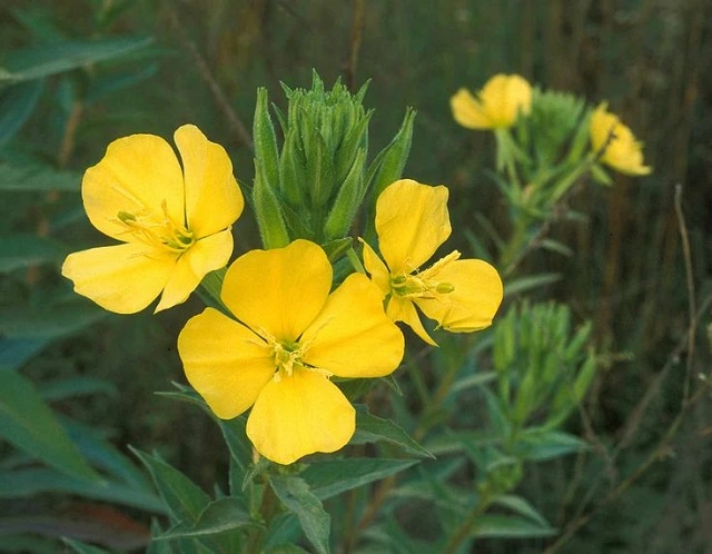 flowers that bloom at night