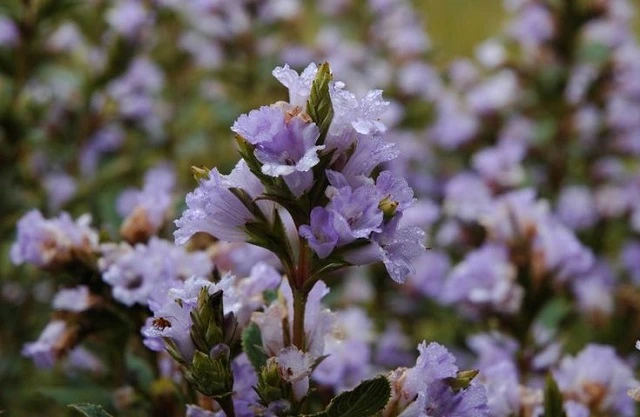 flowers that bloom at night