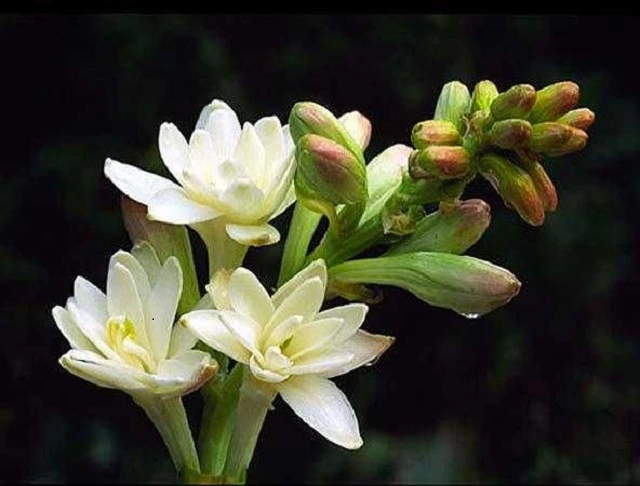 flowers that bloom at night