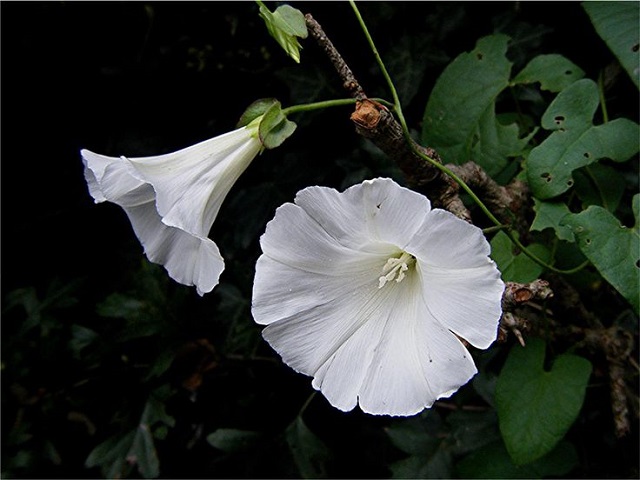 flowers that bloom at night