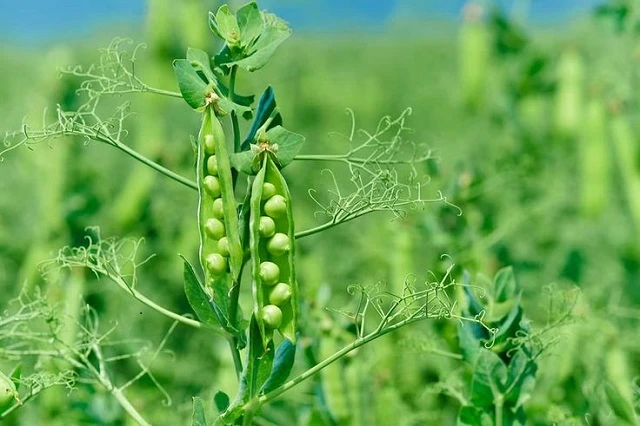 vegetables to grow in the garden in september