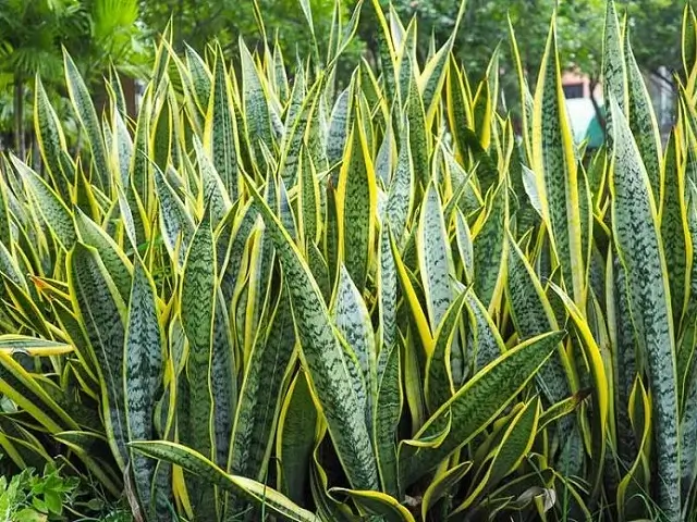 indoor plants that live more than 80 years