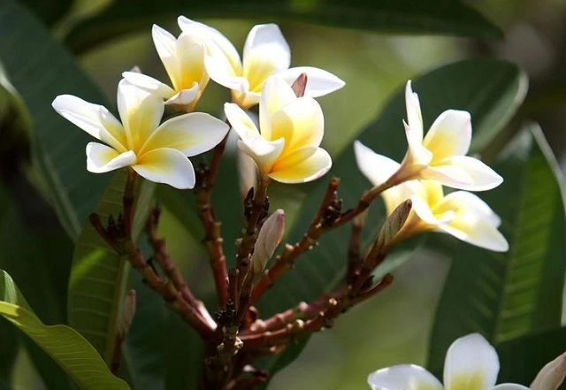 fragrant flowers to add aromatherapy to the garden
