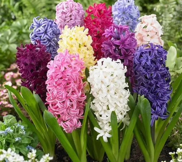 fragrant flowers to add aromatherapy to the garden