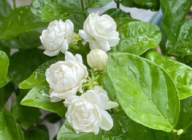 fragrant flowers to add aromatherapy to the garden