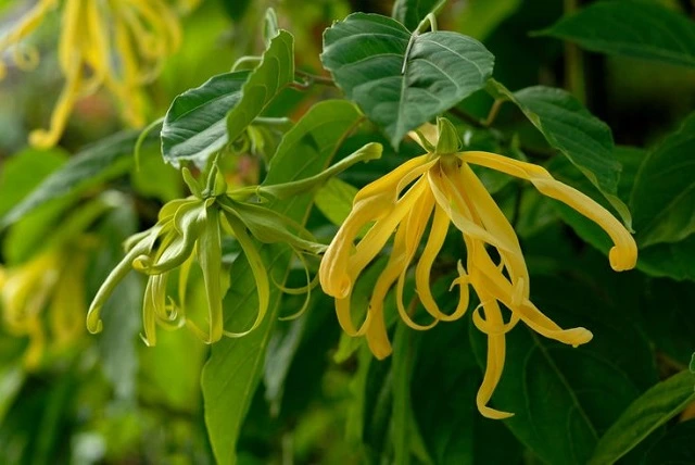 fragrant flowers to add aromatherapy to the garden