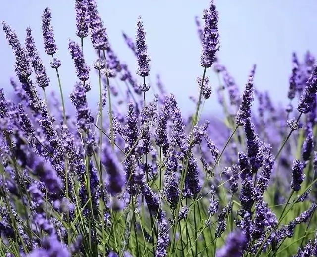 fragrant flowers to add aromatherapy to the garden