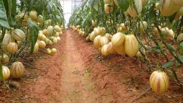 pepino melon how to grow the plant and eat the fruit