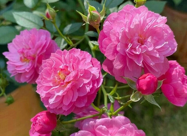 fragrant flowers to add aromatherapy to the garden