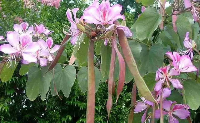 few things about bauhinia variegata