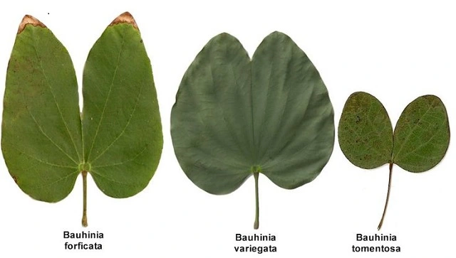 few things about bauhinia variegata