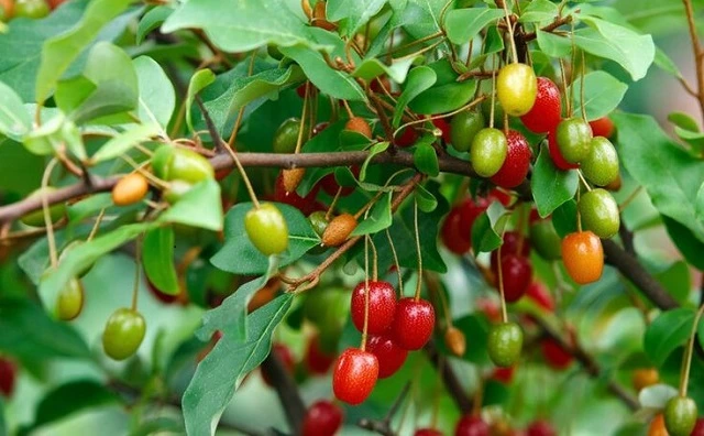 health benefits of eating goumi berries