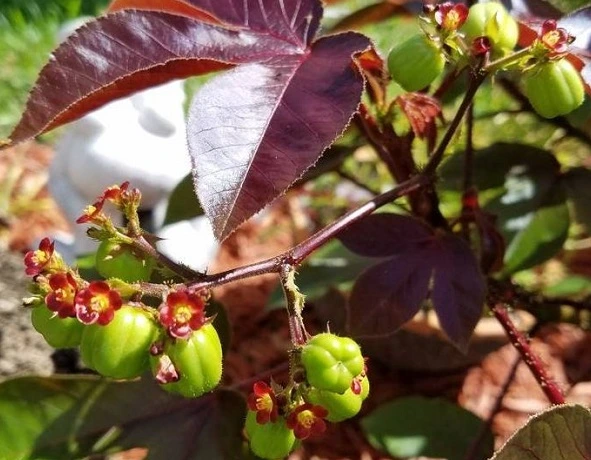 few thing about jatropha gossypifolia