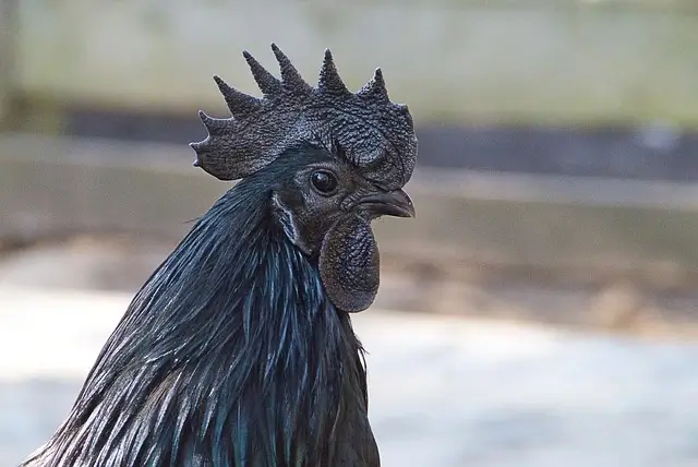 Ayam Cemani costliest chicken breed in the world