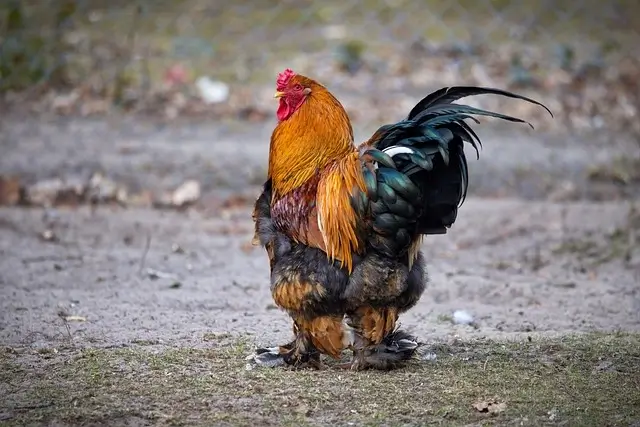 Brahma costliest chicken breed