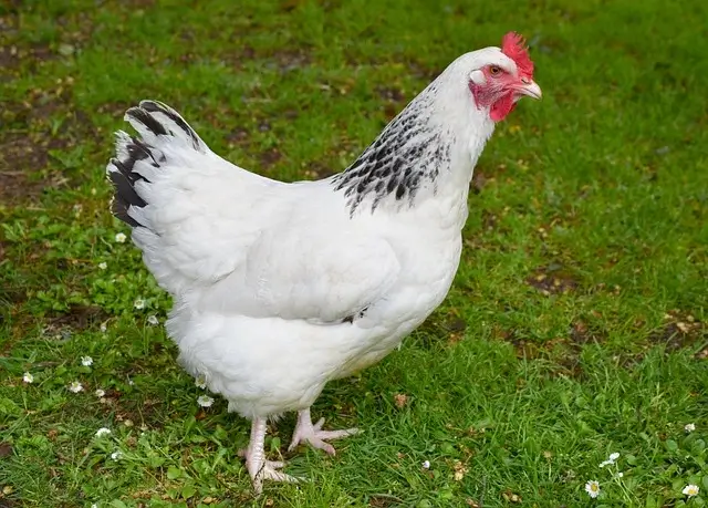 Deathlayer chicken breed