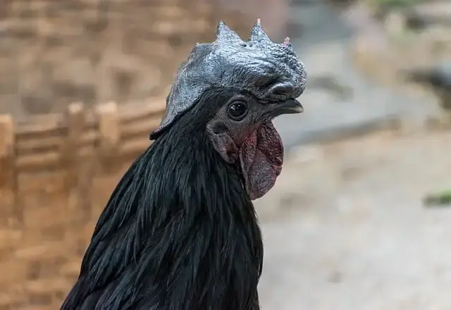 kadaknath costliest chicken breed