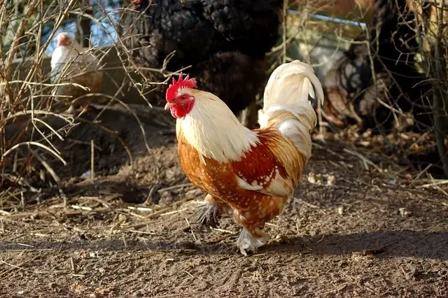 Olandsk dwarf chicken breed