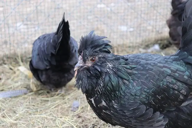 Swedish black chicken breed