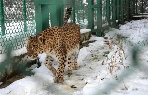 dachigam national park srinagar