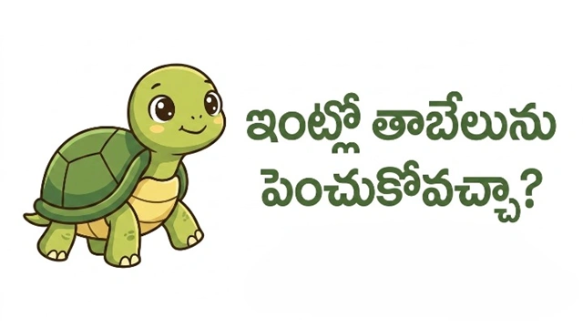 Can we keep a turtle at home