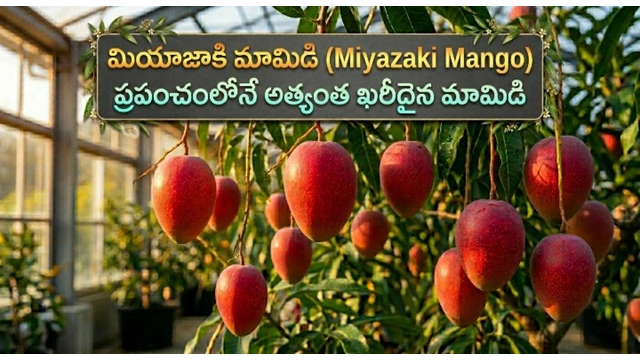 Miyazaki mango history price health benefits