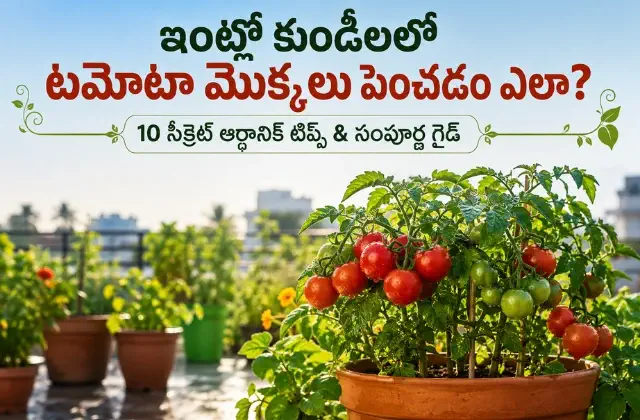 How to grow tomato plants in pots at home