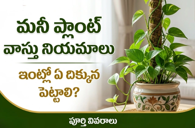 Money Plant Vastu Direction in Telugu