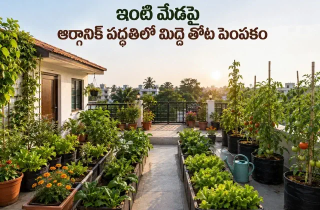 best terrace gardening tips organic method telugu