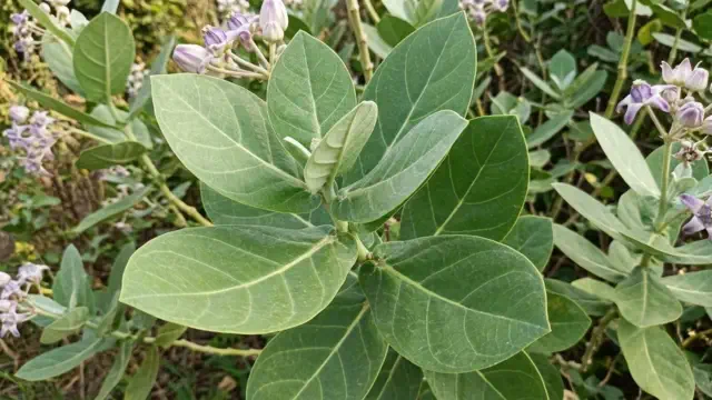 Arka Patram (Jilledu Aaku)