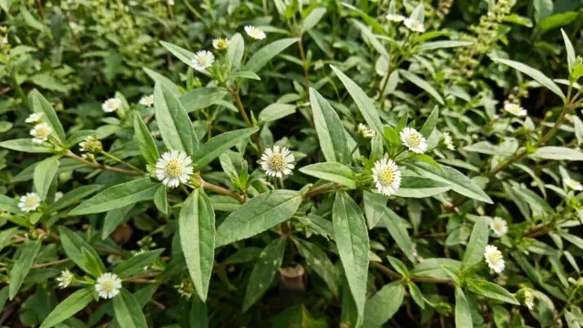Bhringaraja Patram (Guntagalagara Aaku)