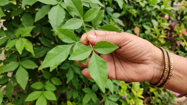 Bilva Patram (Maredu Aaku)