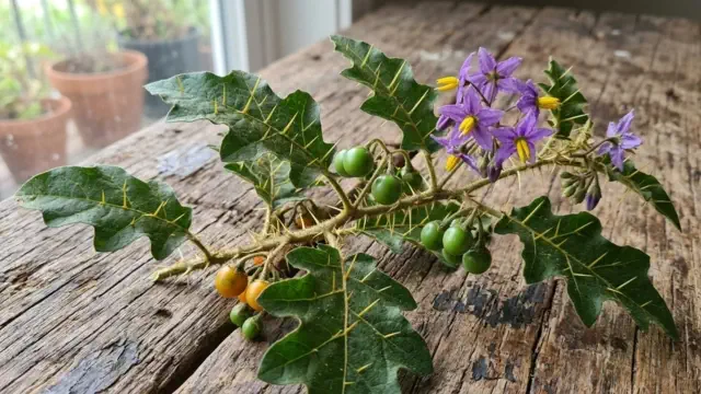Brihati Patram (Vakudaku Mulaka Aaku)